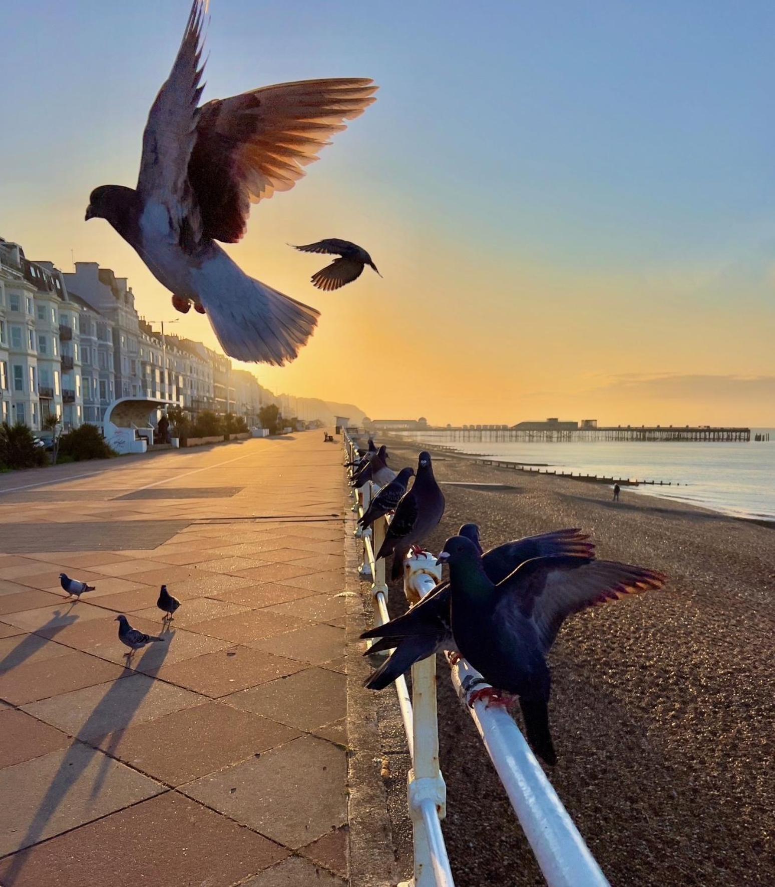 Buttercup Cottage Off-Street Parking 2 Large Suvs 3 Minutes To Beach St Leonards-on-Sea 외부 사진